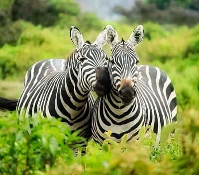 wildlife safari taxi service india travel experience